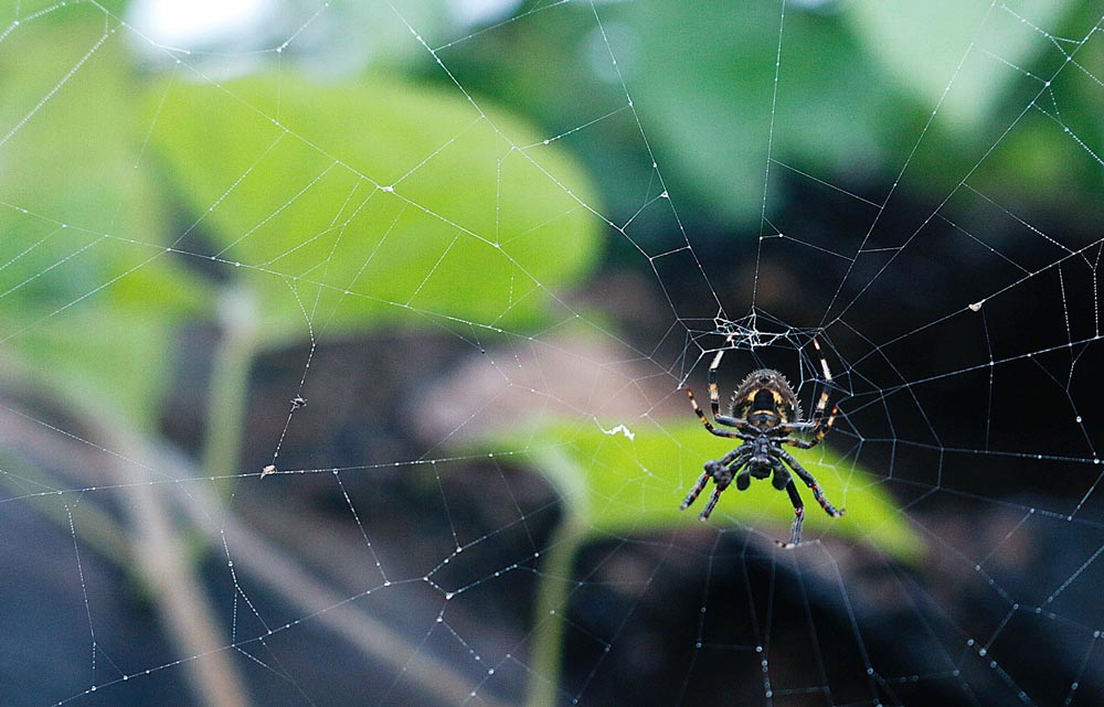 non-poisonous spider weaving a web in the garden