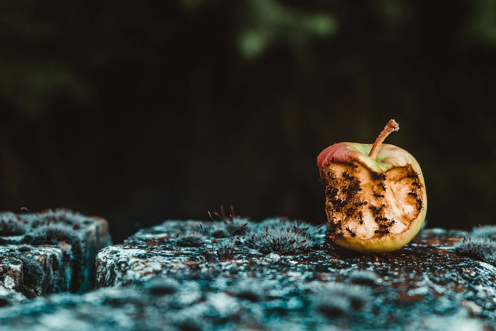 Apple with ants all over it. House in need of ant control. Call Best Ant Exterminator service in AdelaideAnt ant bait ant control ant control pest control ant killer ants bait control control ants killer pest control pest control's pest exterminator.