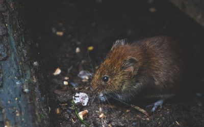 How rats get in your house