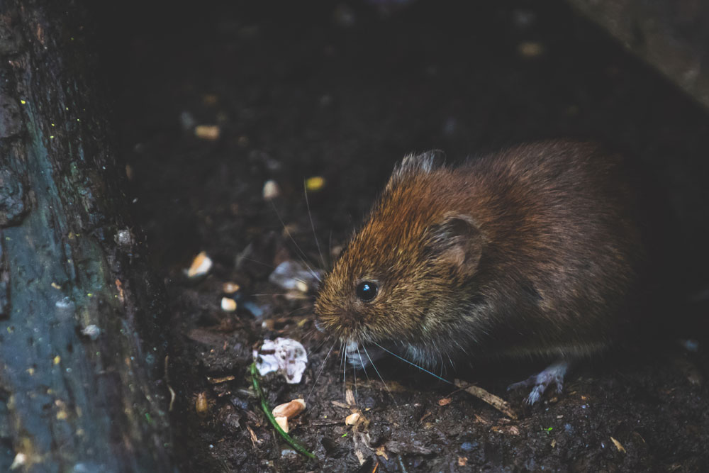 How rats get in your house