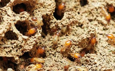 6 signs of termites you need to know about