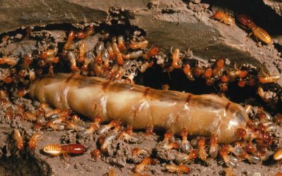 What Do Termites Eat? Can termites eat hardwood? 8 facts and myths about Adelaide’s most destructive insect