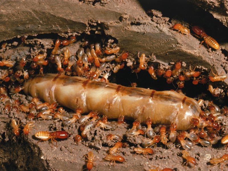 What Do Termites Eat? Can termites eat hardwood? 8 facts and myths about Adelaide’s most destructive insect
