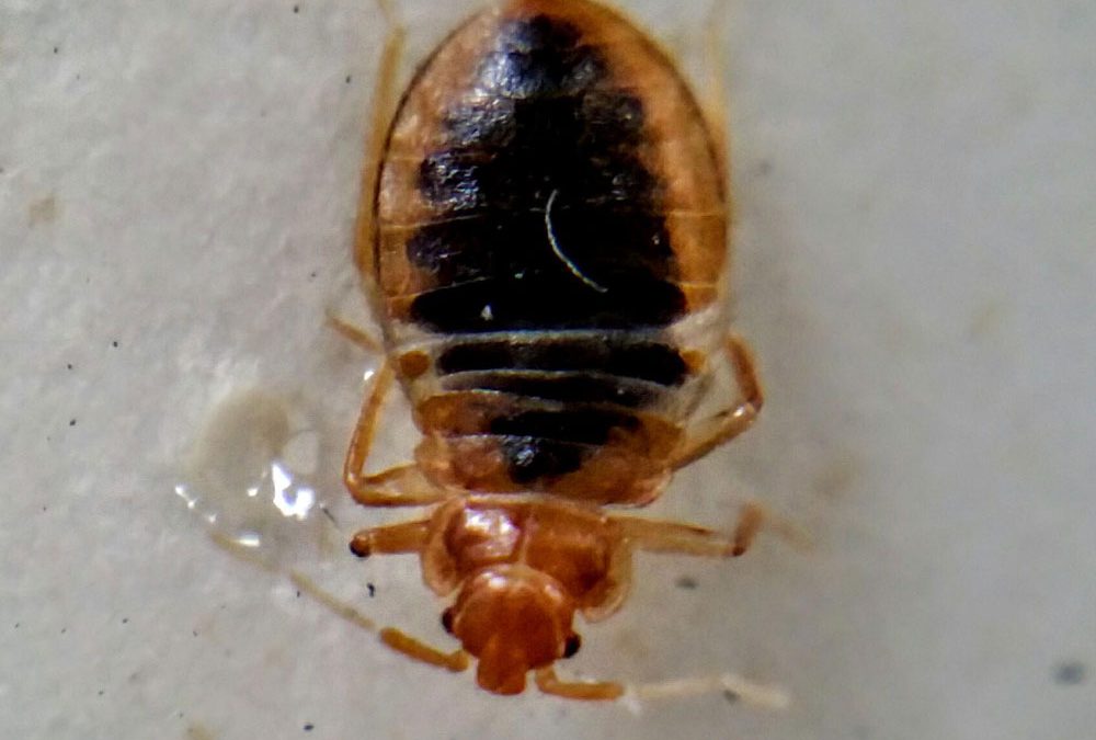 Your Go-to Guide for Bed Bug Control in Adelaide | Clean Bed Bug Infested Hotels, Healthcare Facilities and Apartment Buildings