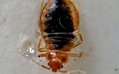 Your Go-to Guide for Bed Bug Control in Adelaide | Clean Bed Bug Infested Hotels, Healthcare Facilities and Apartment Buildings