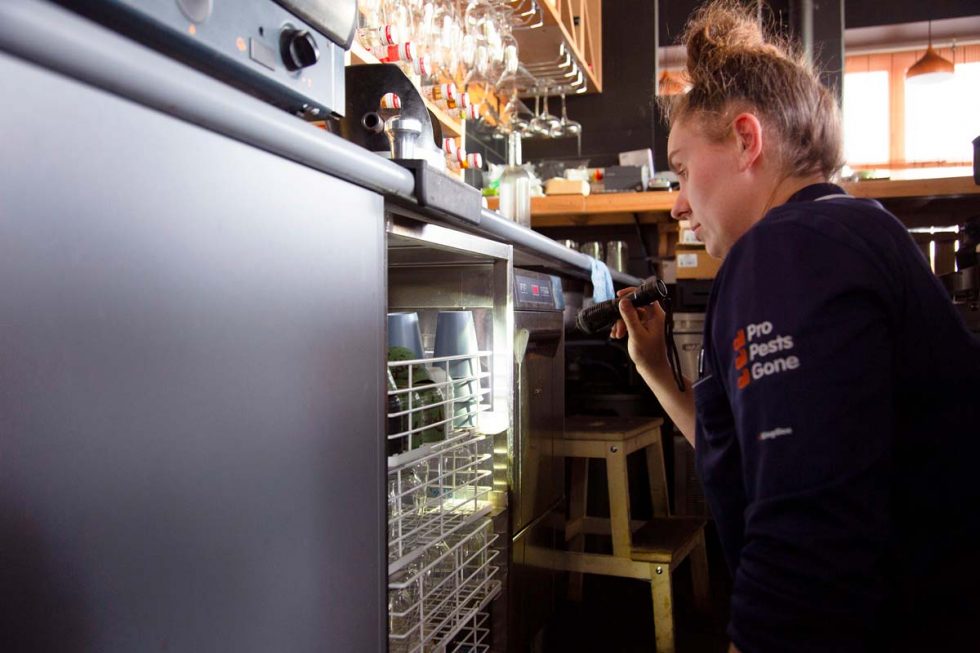 Pest Control Vale Park Vale Park Pest Control Allstate Pest Control