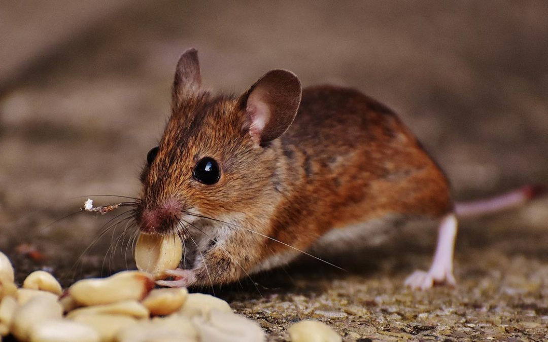 Your Guide to Rat and Mouse Control in Adelaide