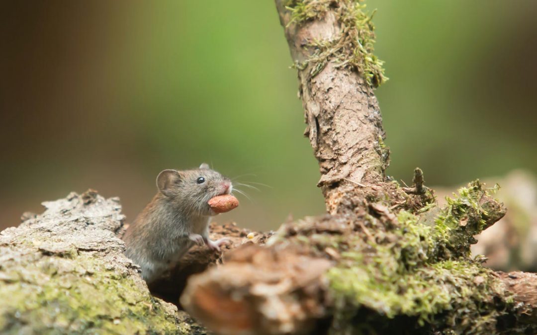 What Smells Do Rats Hate?