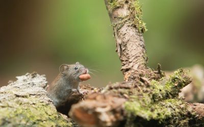 What Smells Do Rats Hate?