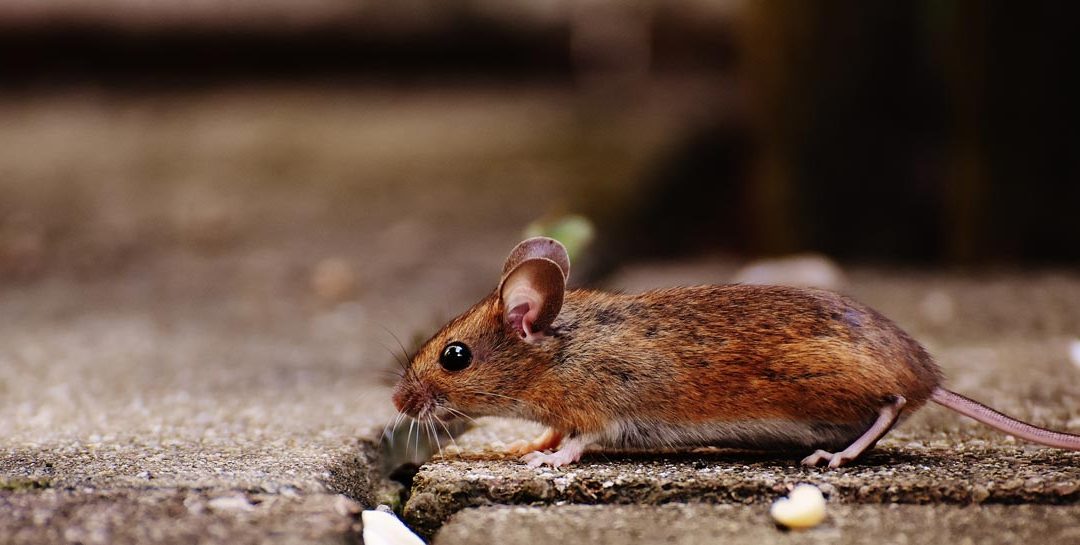 7 Tips to Keep Rats Out of Your House This Winter