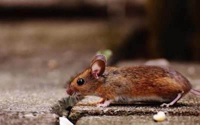 How to get rid of rats in winter