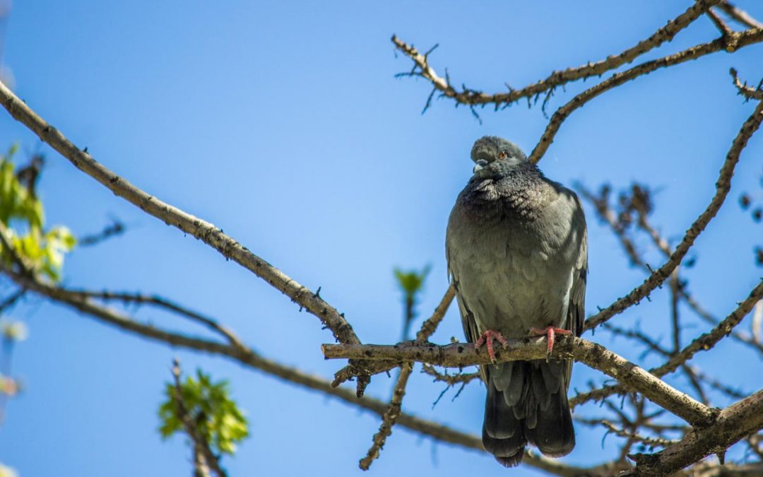 The Ultimate Bird Control Guide in Adelaide