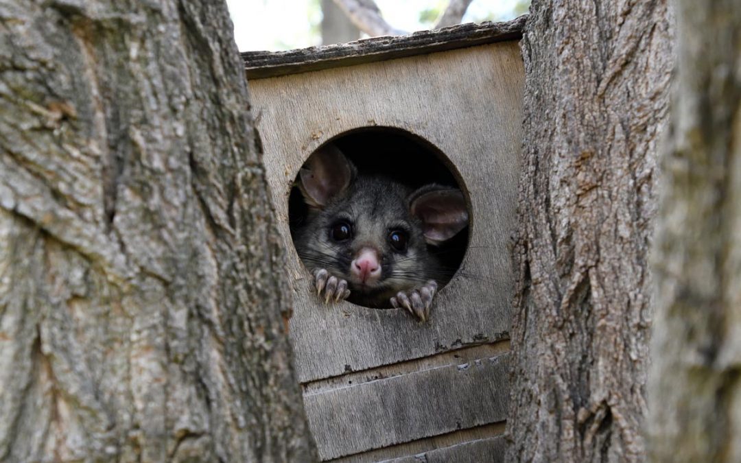 What does a Possum look like?