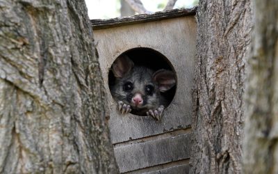 What does a Possum look like?