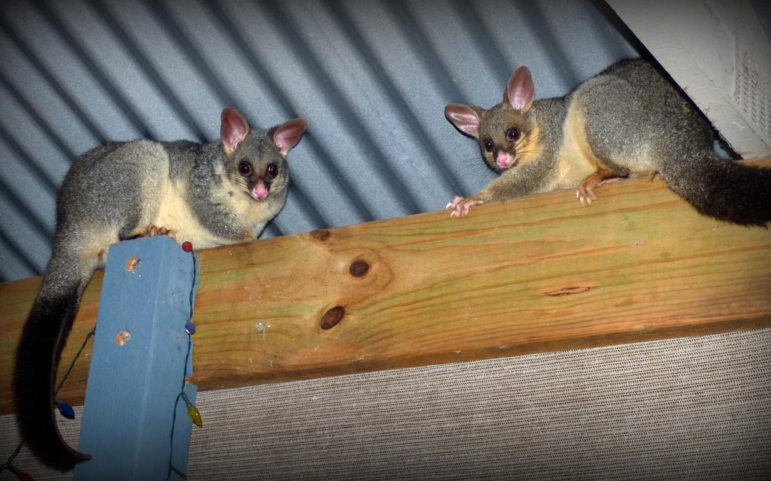 Possum Control in Adelaide | Possum Removals | Possums Adelaide