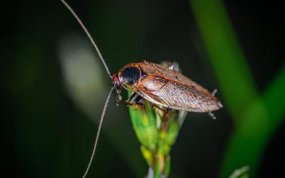 Your Guide to Cockroach control in Adelaide