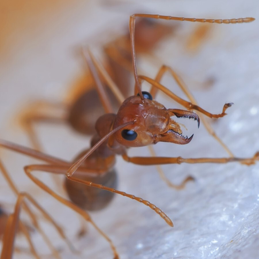 Close up image of a fire ant with it's jaws open