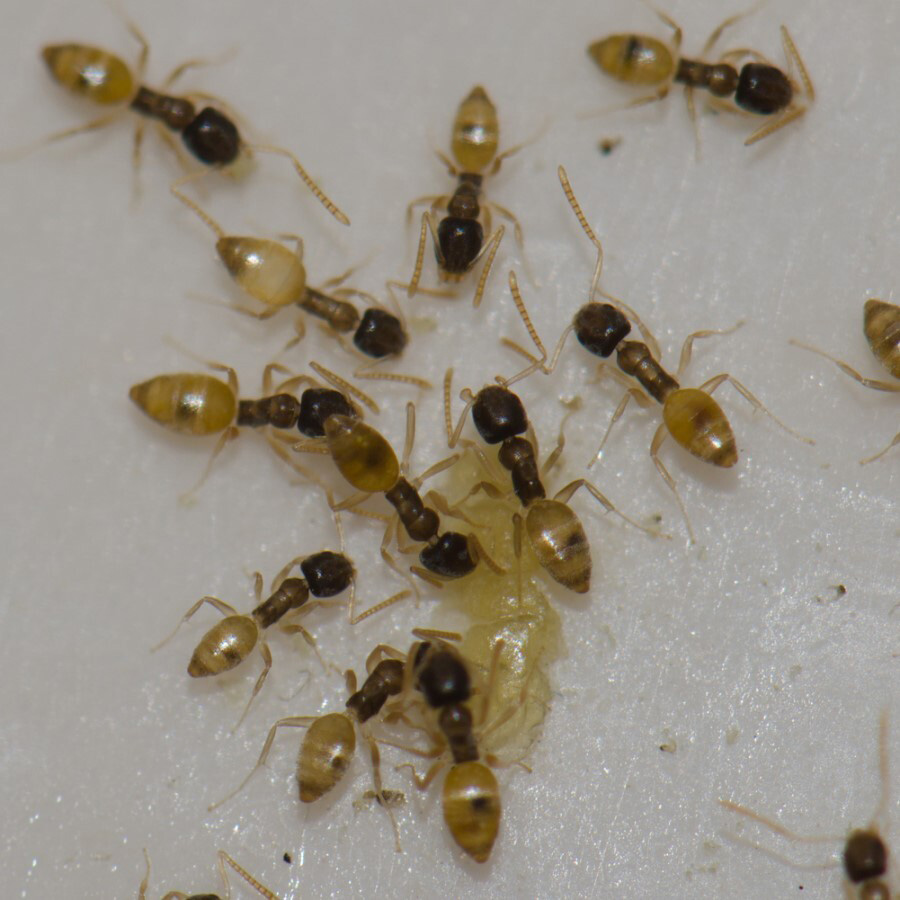Several Ghost ants centered around food
