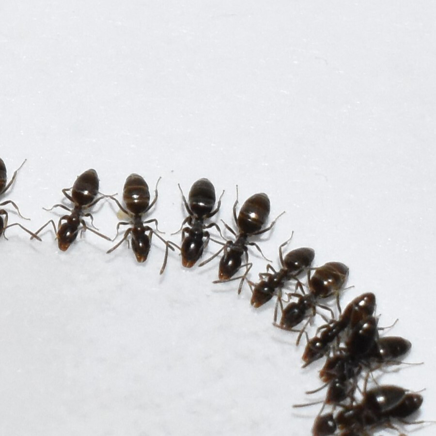 a semi circle of odorous house ants