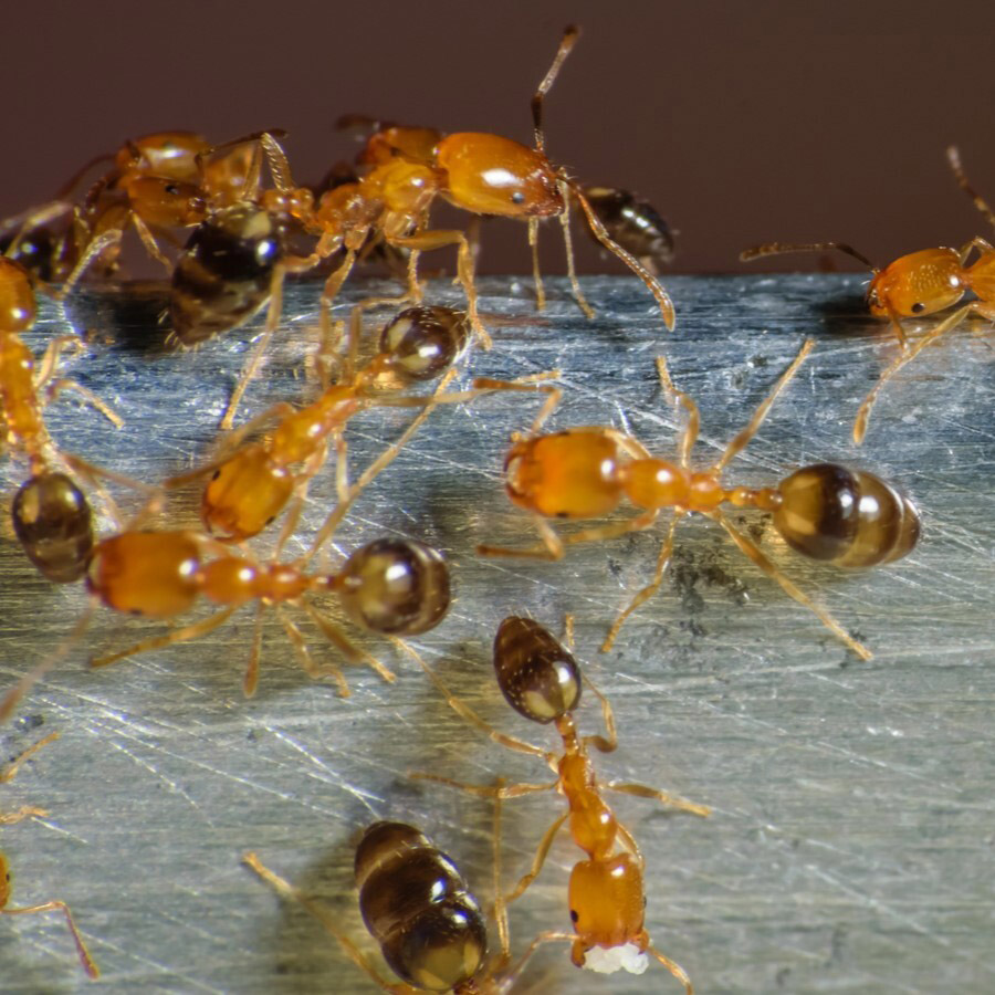 Several Pharaoh ants bringing food back to colony