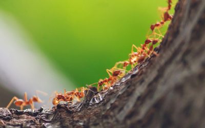 Getting Rid of Ants – The Complete Guide