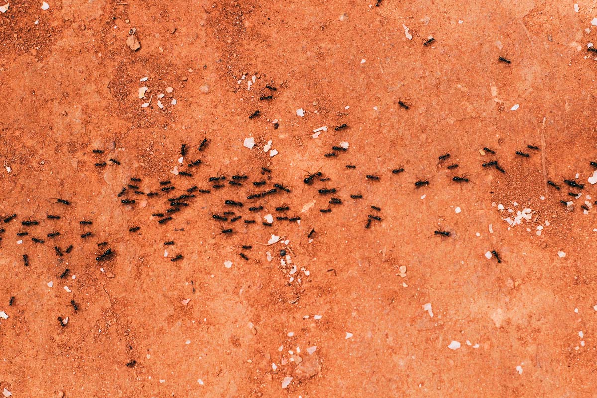 black ants on red earth carrying food