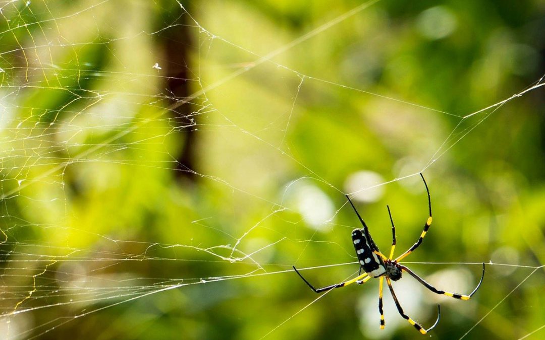 Your Guide to Spider Control in Adelaide