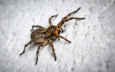 Spider Proofing your Home and Garage