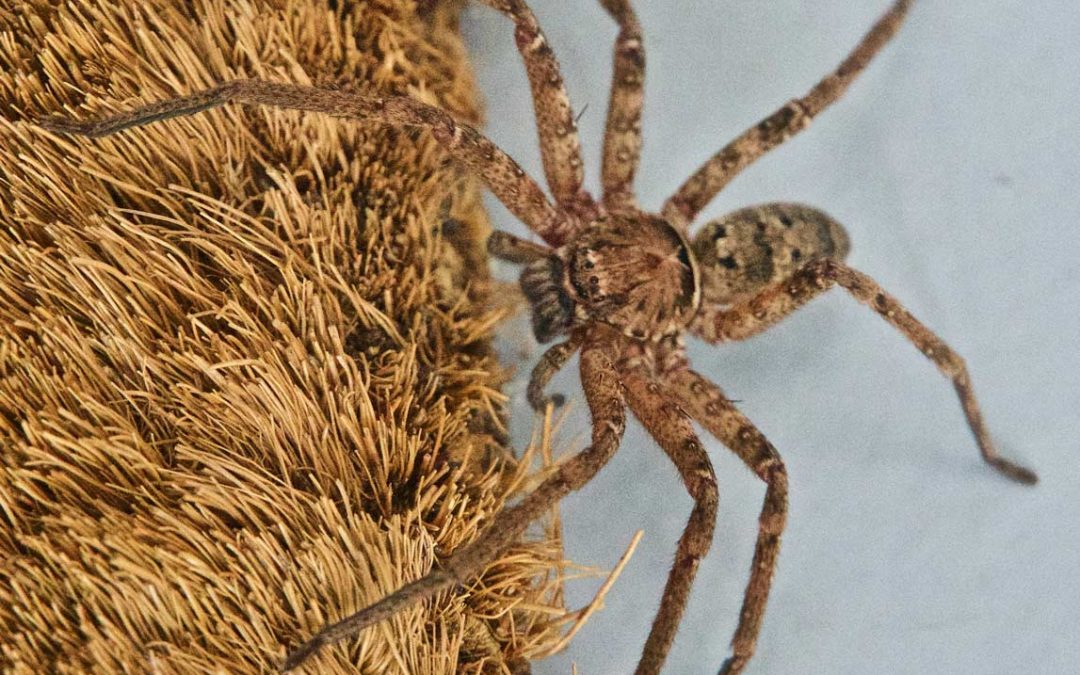 How to manage spiders this spring