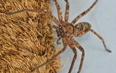 How to get rid of spiders this spring