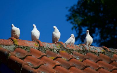 Stop Pest Birds Nesting in Your Roof