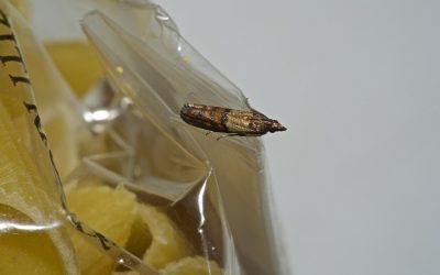 Your Guide to Pantry Moth/Indian Meal Moth Control in Adelaide