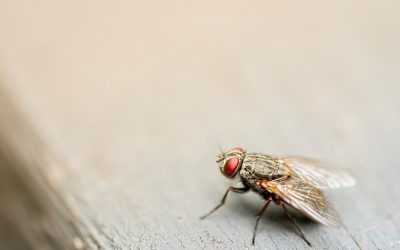 YOUR GUIDE TO SUMMER FLY CONTROL