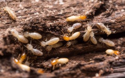 9 signs of termites you need to know about
