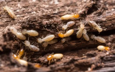 Why Regular Termite Inspection Protects Your Home from Damage