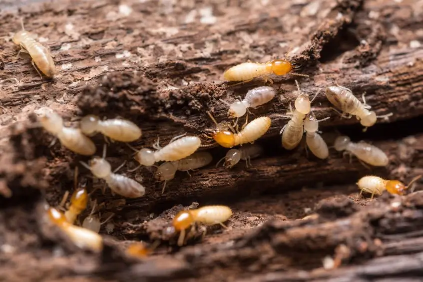 Why Regular Termite Inspection Protects Your Home from Damage
