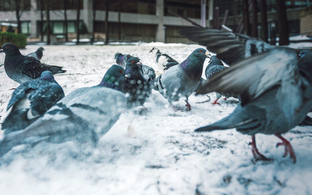 Are Pest Pigeons a Problem in Winter?