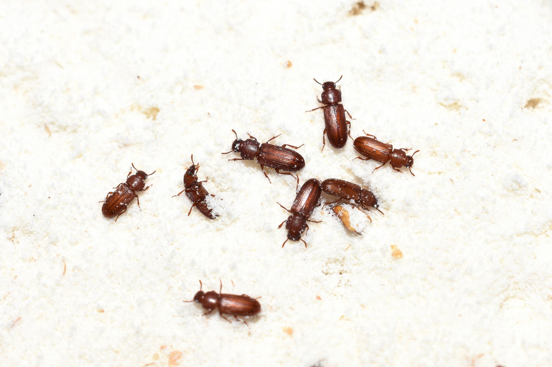flour beetle pest control