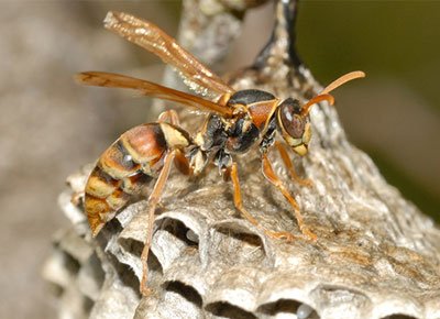 The Ultimate Guide to Wasp Control