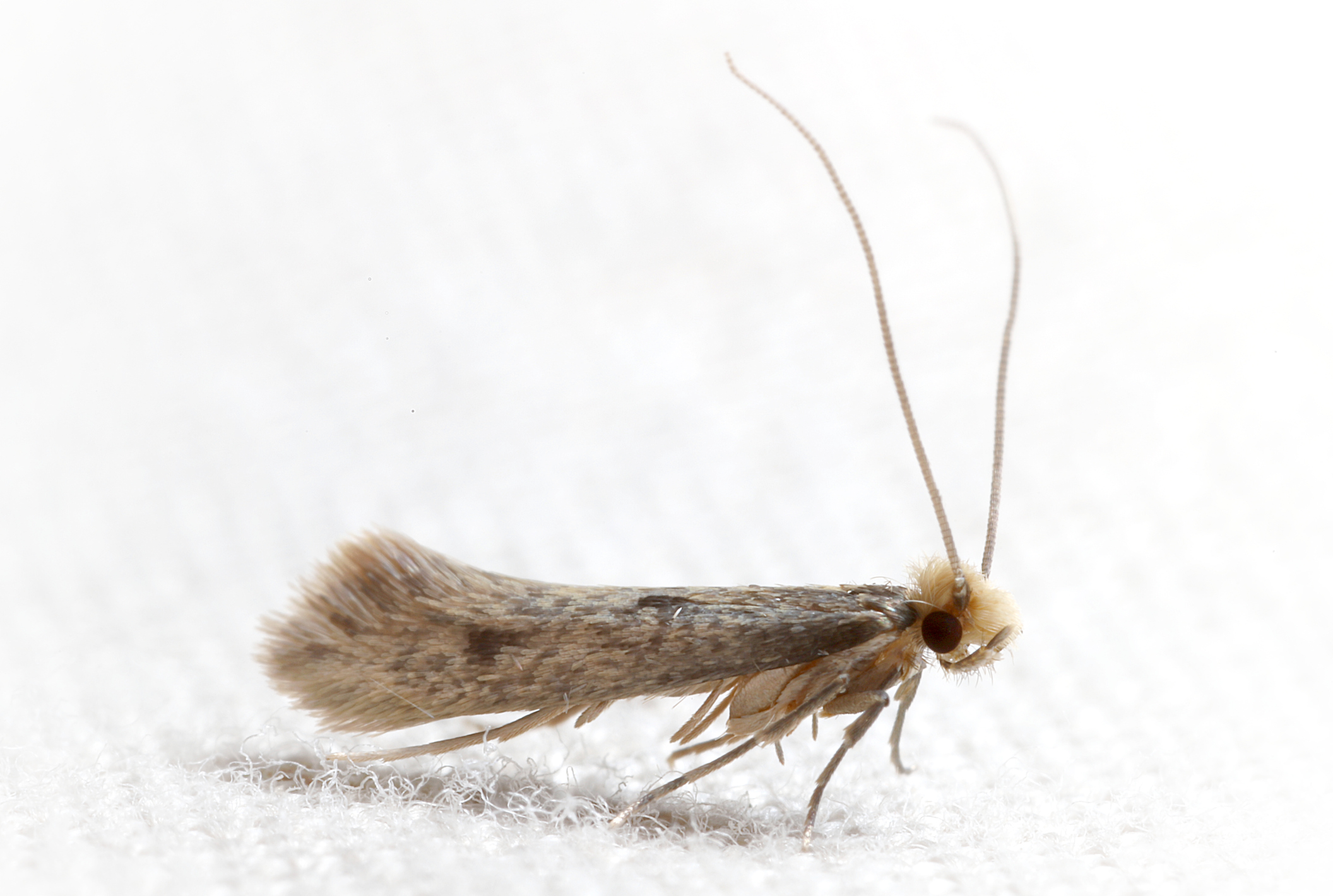 clothes moth (tineidae)