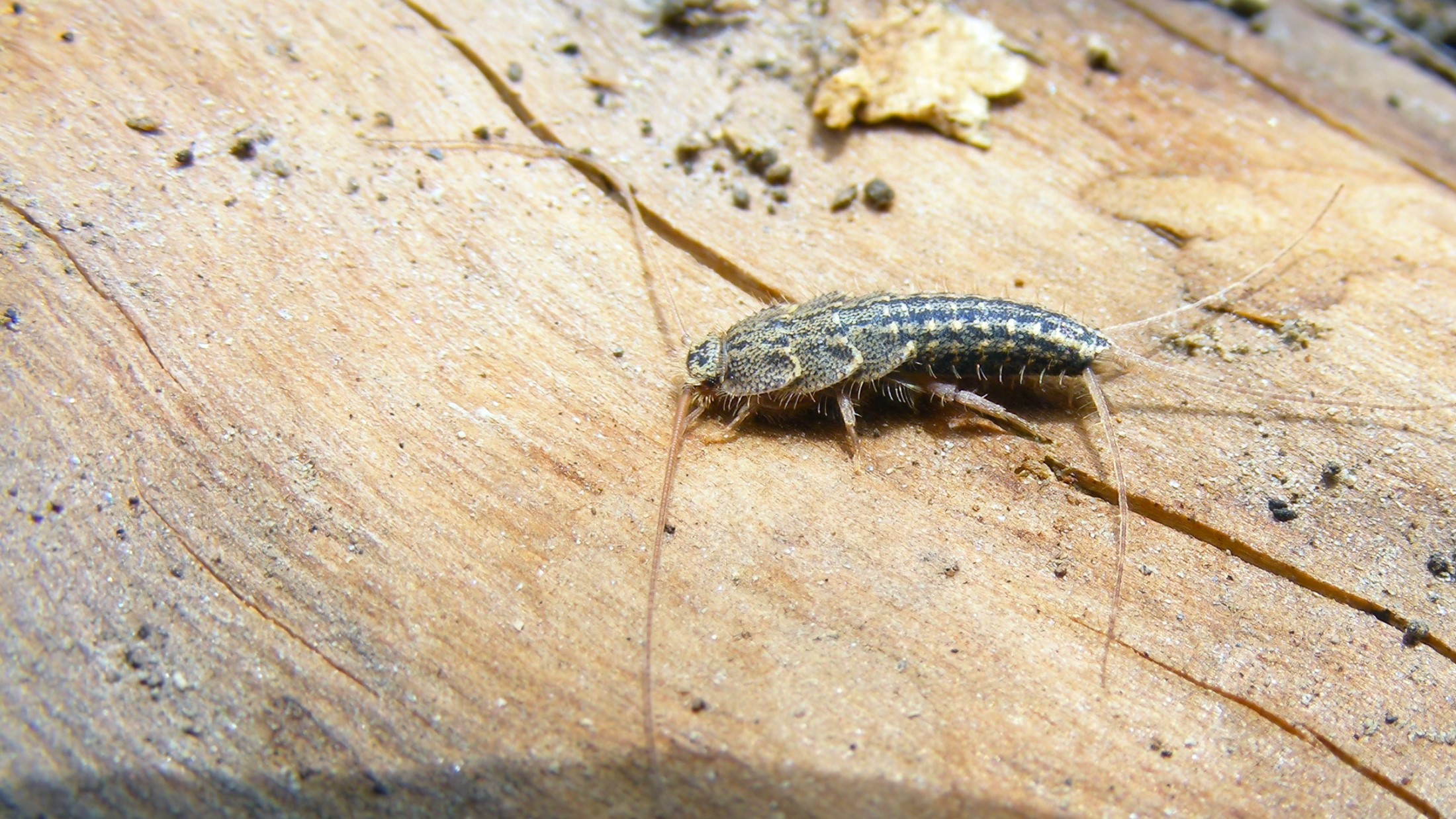 silverfish background shot