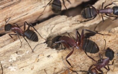 How to Prevent Ants in Spring