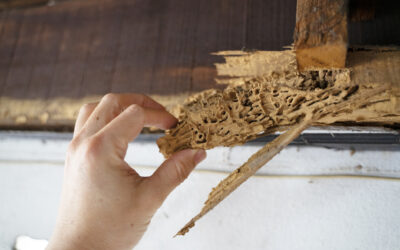 How To Prevent Termites In Commercial Buildings