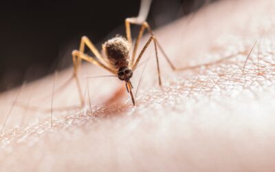 HOW TO PREPARE FOR A MOSQUITO FREE SUMMER