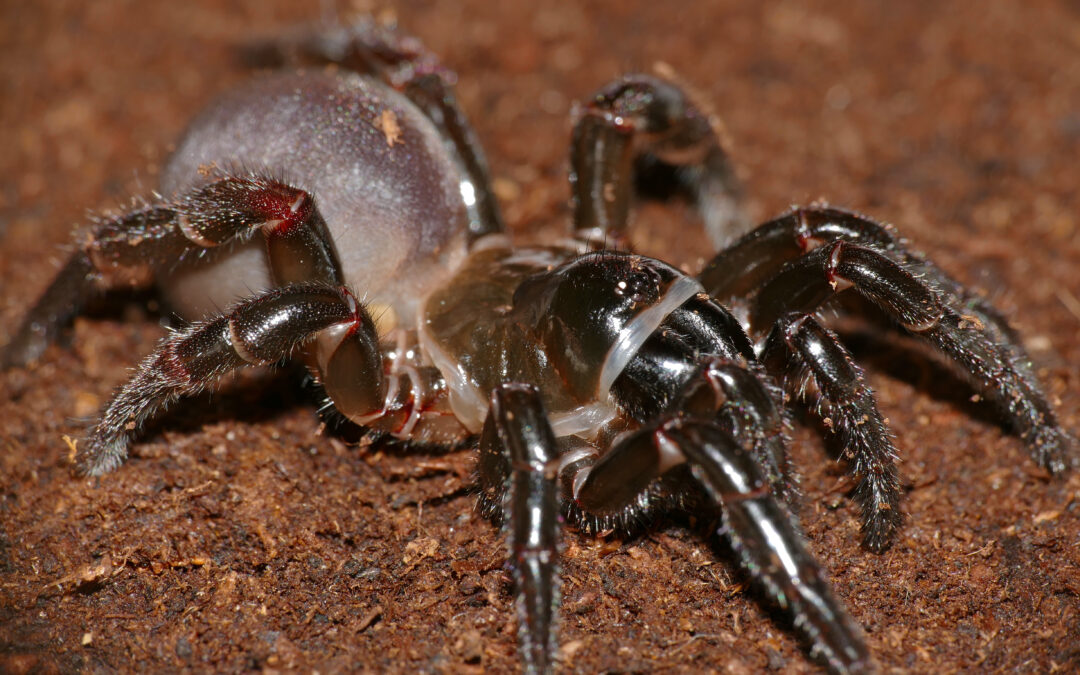 HOW TO KEEP SPIDERS OUT OF THE HOUSE