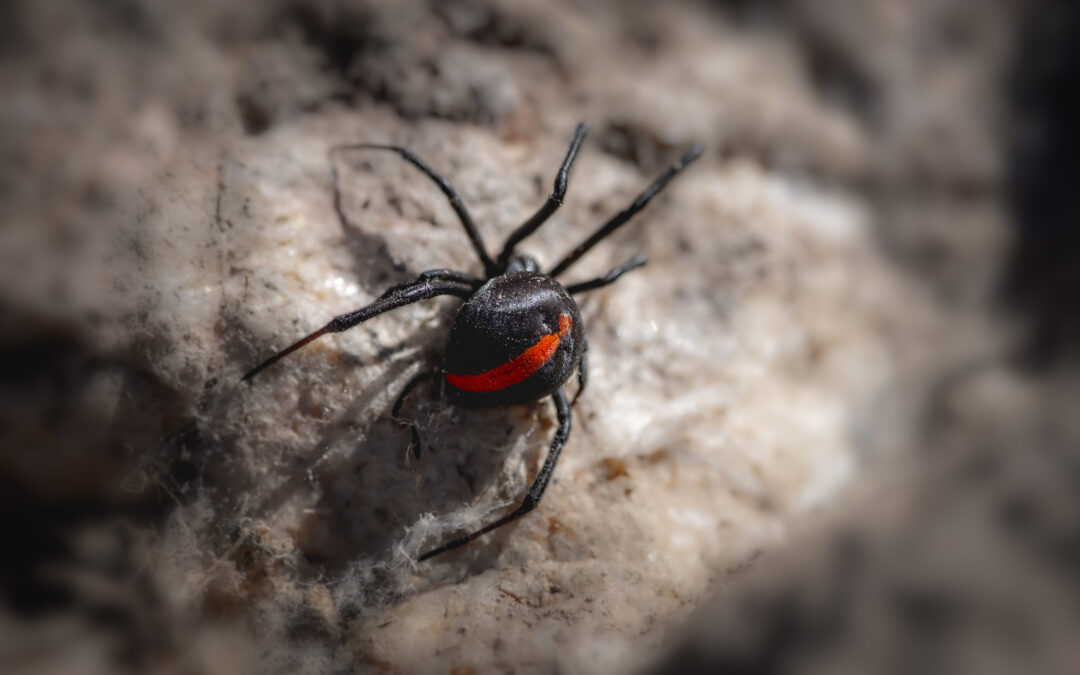 HOW TO SPOT VENOMOUS SPIDERS THIS SUMMER