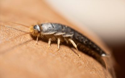 THE ULTIMATE GUIDE TO SILVERFISH CONTROL