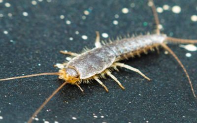 Silverfish Proof Your Kitchen and Bathrooms