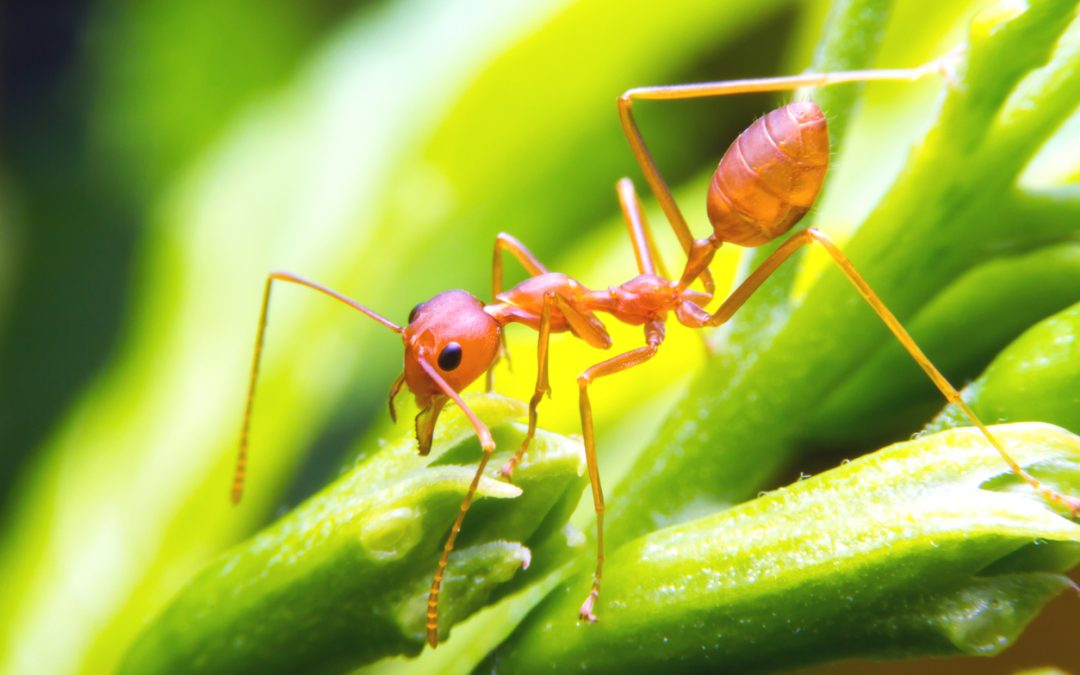 Your Guide To Fire Ant Control