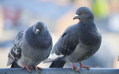 5 Ways to Prevent Pest Birds this Winter
